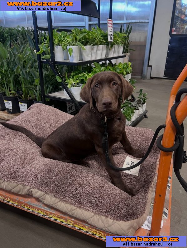 Prodáme štěňata labradorského retrívra