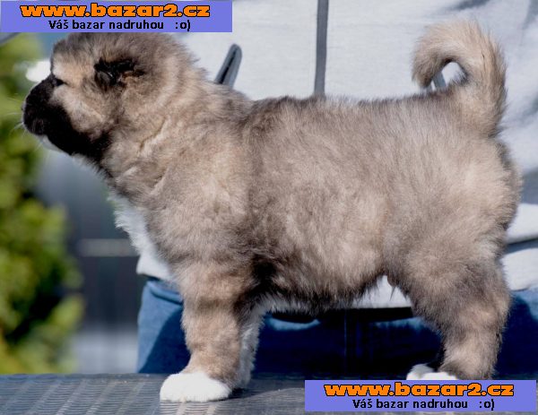 Kavkazský ovčák – štěňata