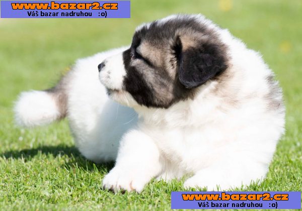 Kavkazský ovčák – štěňata