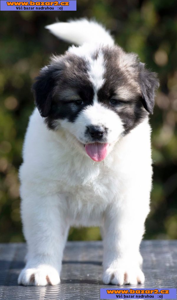 Kavkazský ovčák – štěňata