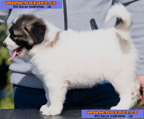 Kavkazský ovčák – štěňata