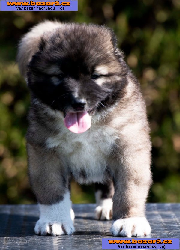 Kavkazský ovčák – štěňata