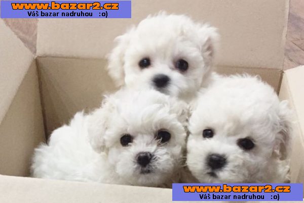 Štěňata bišonka frise na prodej s PP