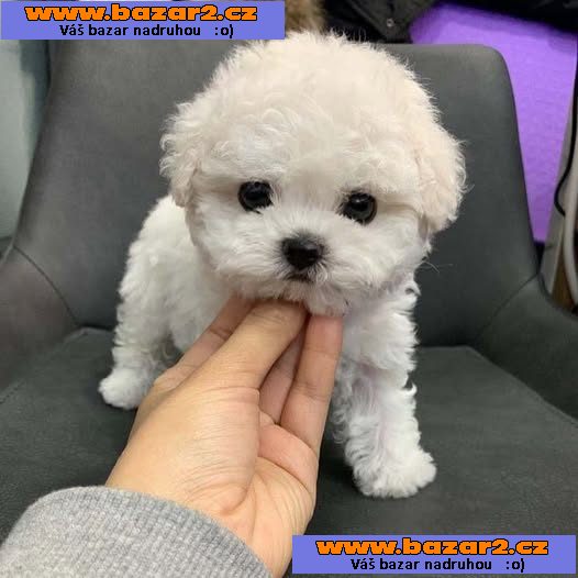 Štěňata bišonka frise na prodej s PP