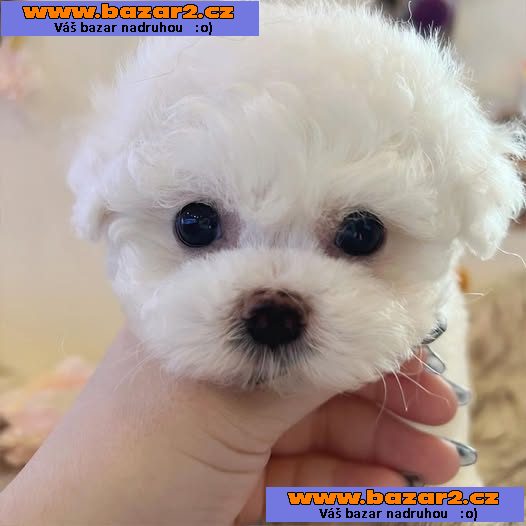 Štěňata bišonka frise na prodej s PP