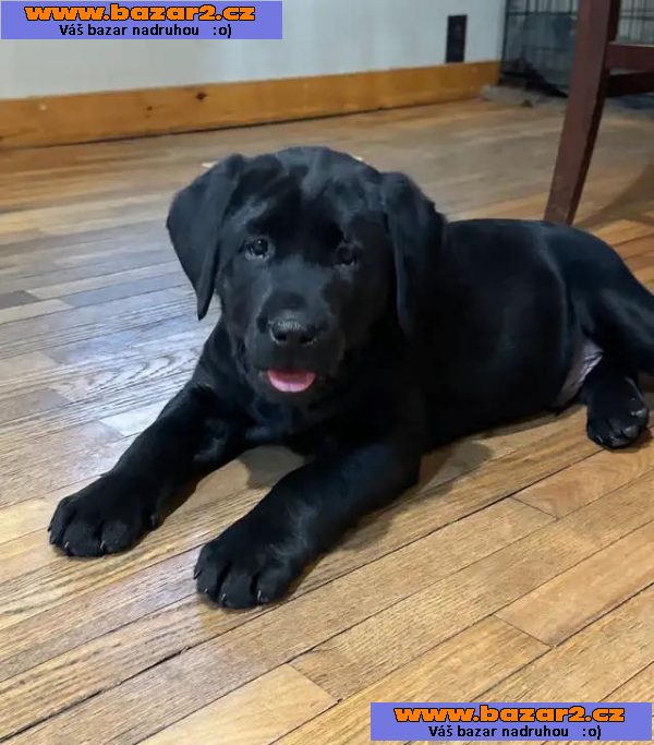 Prodám labradorského retrívra.