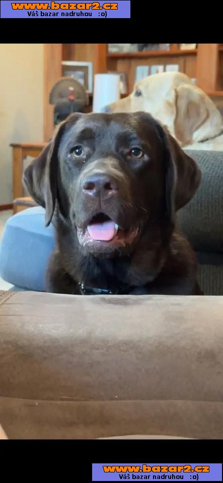 Prodám labradorského retrívra.
