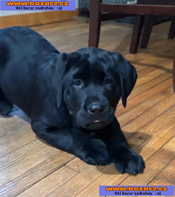 Prodám labradorského retrívra.