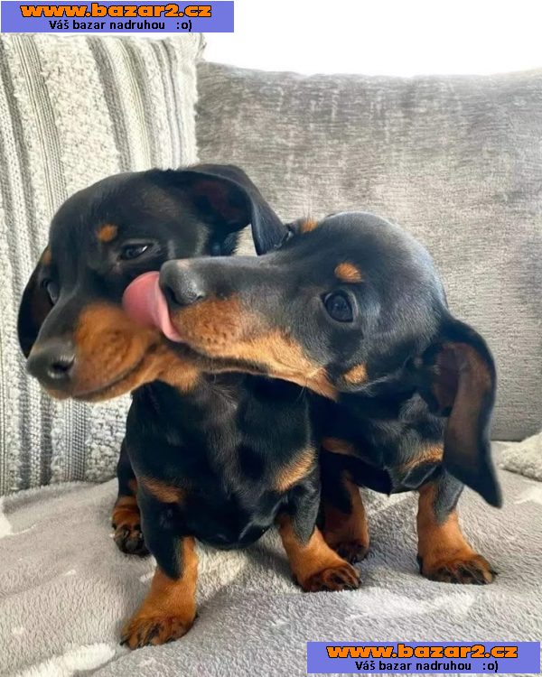 Prodám nádherná štěňátka jezevčíků.