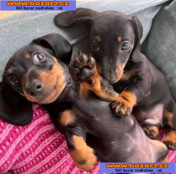 Prodám nádherná štěňátka jezevčíků.