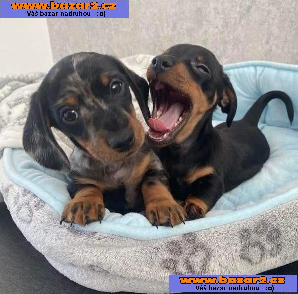 Prodám nádherná štěňátka jezevčíků.