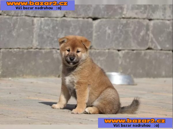 Shiba inu štěňátko s průkazem původu