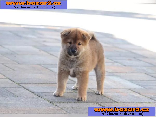 Shiba inu štěňátko s průkazem původu
