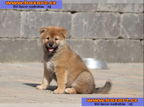 Shiba inu štěňátko s průkazem původu