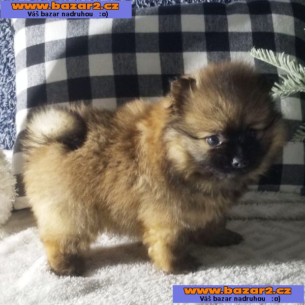Štěňata čistokrevného pomeraniana na prodej
