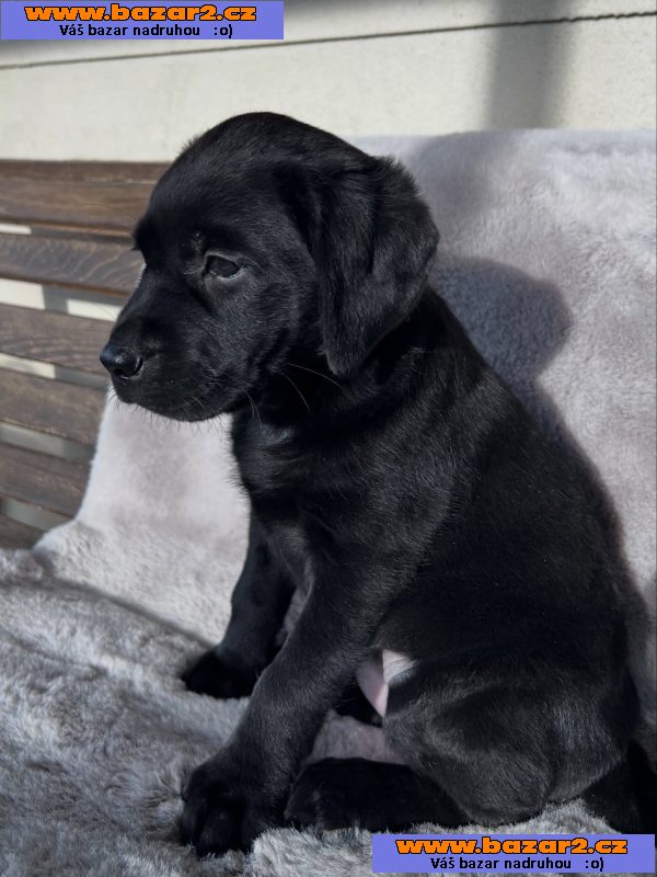 Labradorský retrívr na prodej