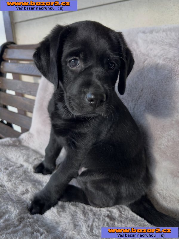 Labradorský retrívr na prodej