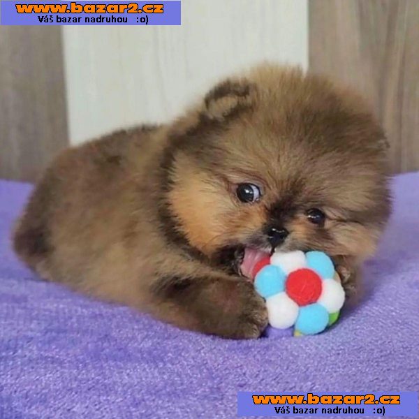 Prodej čistokrevného Pomeraniana