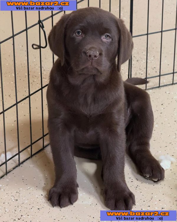 Prodáme štěňata labradorského retrívra-3, inzerce-cz.cz Prodáme štěňata labradorského retrívra