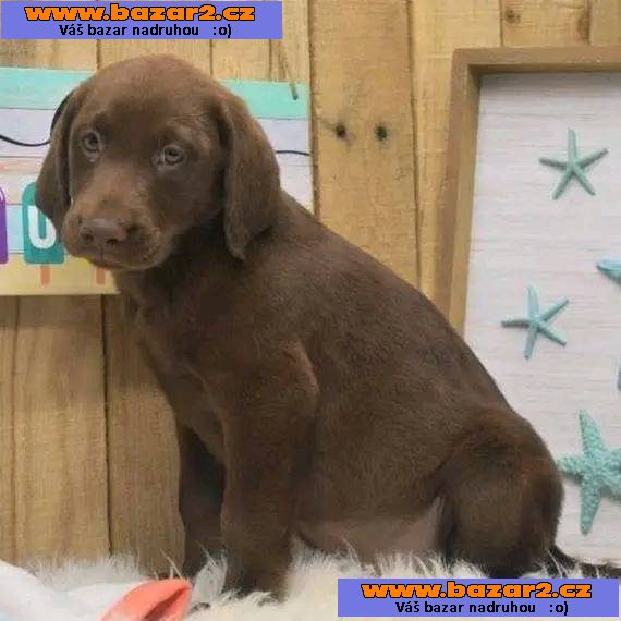 Prodáme štěňata labradorského retrívra-4, inzerce-cz.cz Prodáme štěňata labradorského retrívra