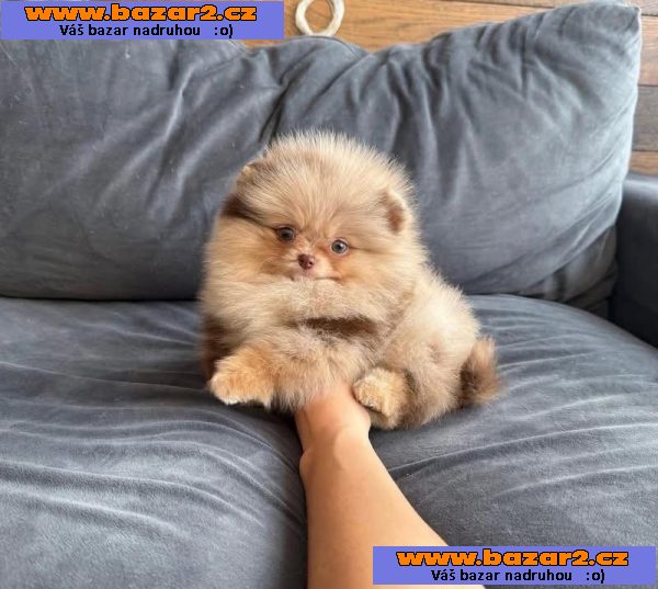 Nabízím k prodeji štěňata pomeranian-2, inzerce-cz.cz Nabízím k prodeji štěňata pomeranian