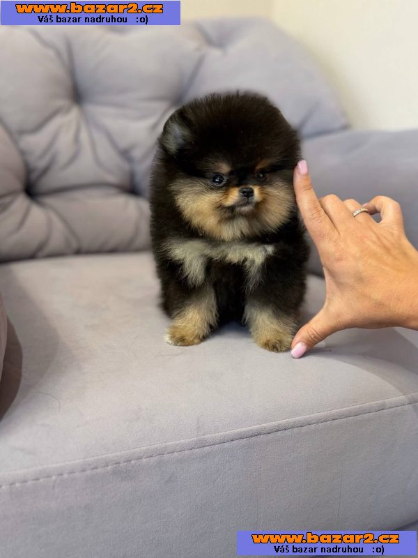Nabízím k prodeji štěňata pomeranian-3, inzerce-cz.cz Nabízím k prodeji štěňata pomeranian