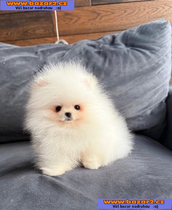 Nabízím k prodeji štěňata pomeranian-4, inzerce-cz.cz Nabízím k prodeji štěňata pomeranian