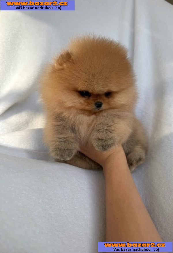Nabízím k prodeji štěňata pomeranian-5, inzerce-cz.cz Nabízím k prodeji štěňata pomeranian