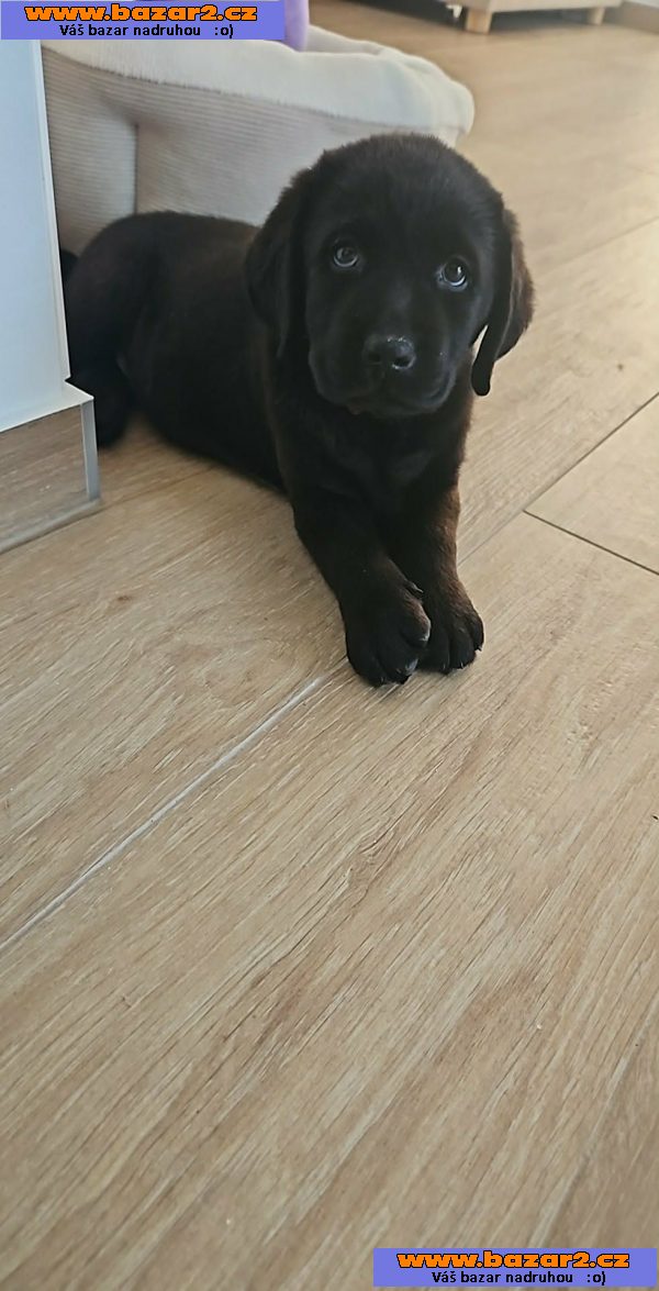 Labradorský retrívr na prodej-2, inzerce-cz.cz Labradorský retrívr na prodej