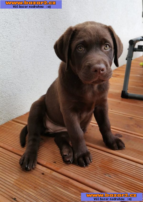 Labradorský retrívr na prodej-3, inzerce-cz.cz Labradorský retrívr na prodej