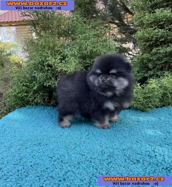Nabízíme čistokrevné pomeranian-2, inzerce-cz.cz Nabízíme čistokrevné pomeranian