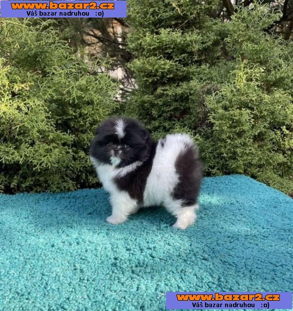 Nabízíme čistokrevné pomeranian-3, inzerce-cz.cz Nabízíme čistokrevné pomeranian
