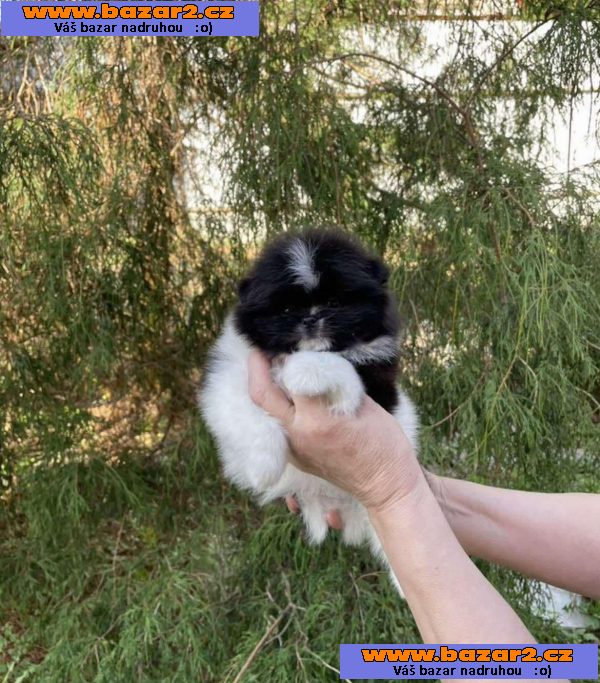 Nabízíme čistokrevné pomeranian-4, inzerce-cz.cz Nabízíme čistokrevné pomeranian