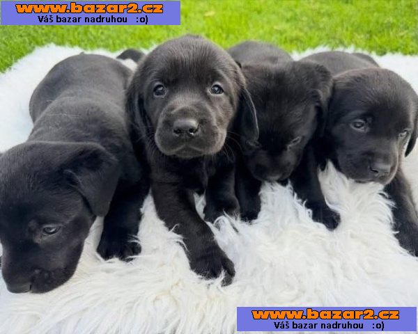 labradorský retrívr na prodej