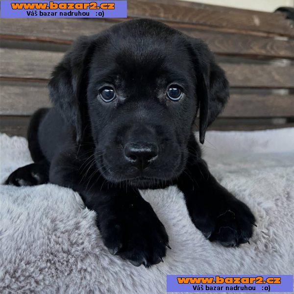 labradorský retrívr na prodej