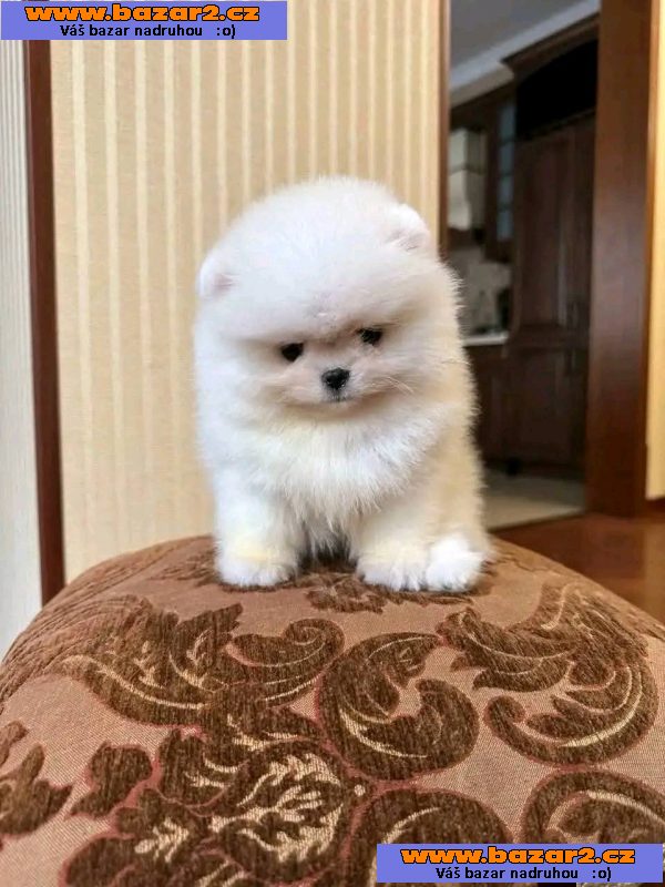 Máme k dispozici štěňata pomeraniana-2, inzerce-cz.cz Máme k dispozici štěňata pomeraniana