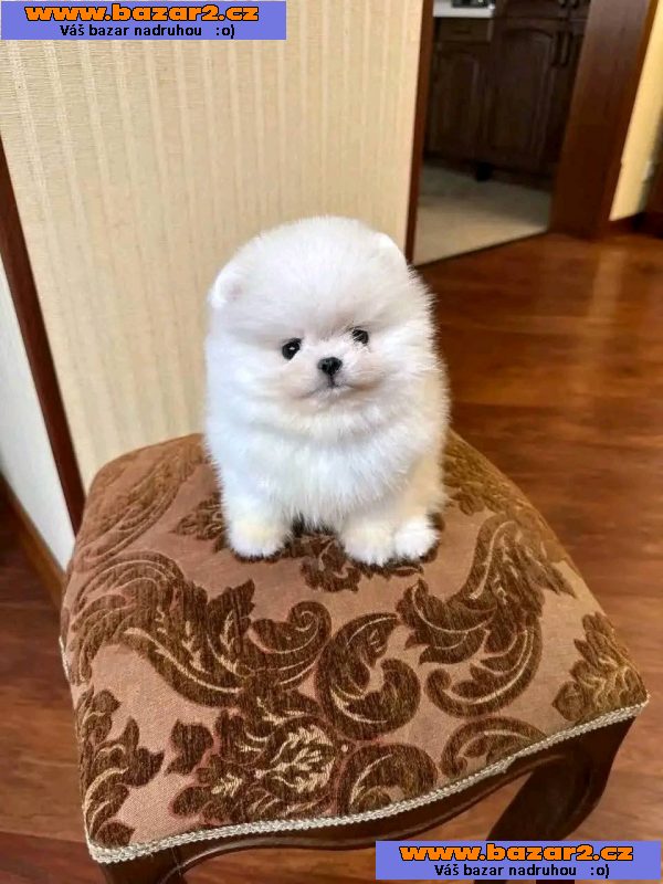 Máme k dispozici štěňata pomeraniana-3, inzerce-cz.cz Máme k dispozici štěňata pomeraniana