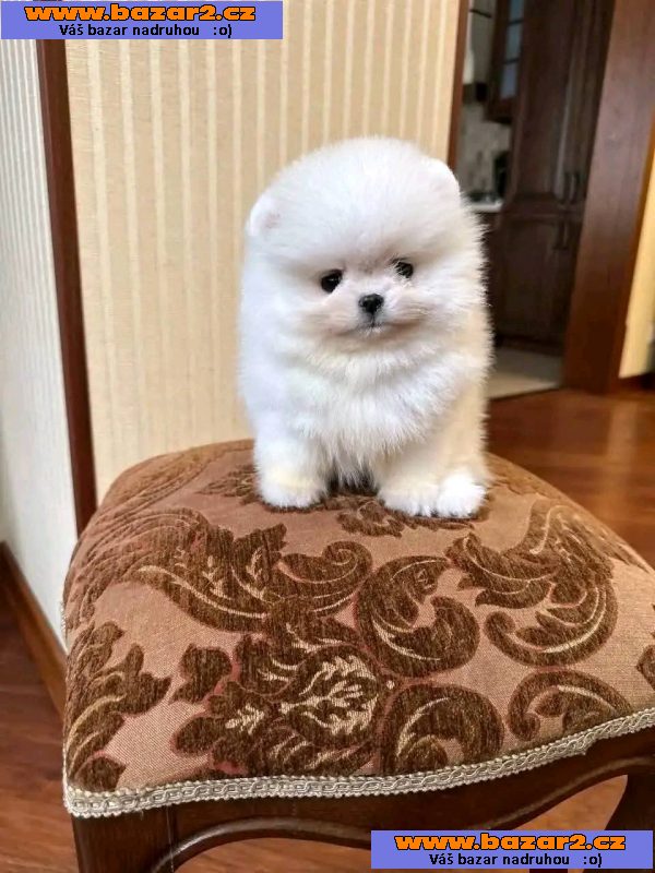Máme k dispozici štěňata pomeraniana-4, inzerce-cz.cz Máme k dispozici štěňata pomeraniana