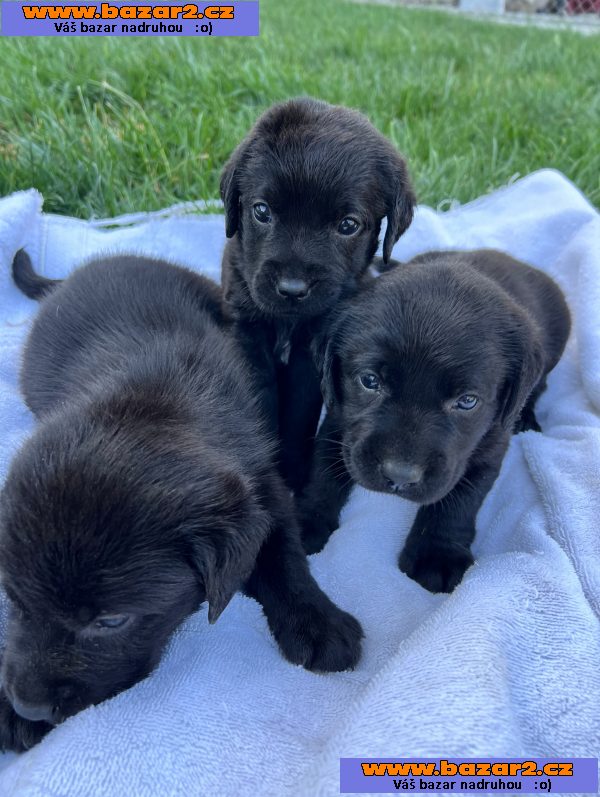 Štěňata labradora na prodej-2, inzerce-cz.cz Štěňata labradora na prodej
