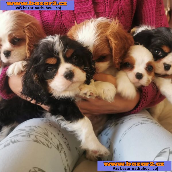 Cavalier King Charles španěl s průkazem původu-2, inzerce-cz.cz Cavalier King Charles španěl s průkazem původu