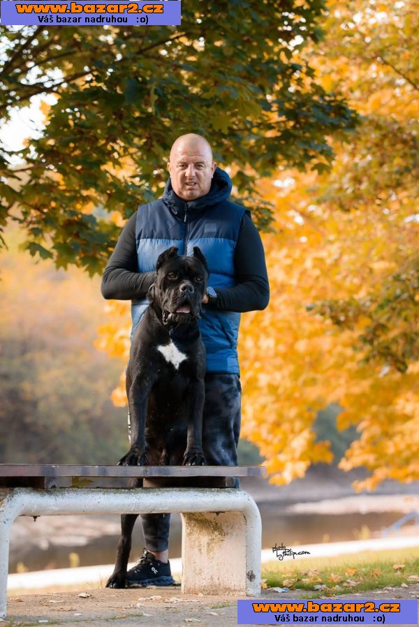 Cane Corso – pes na prodej-2, inzerce-cz.cz Cane Corso – pes na prodej