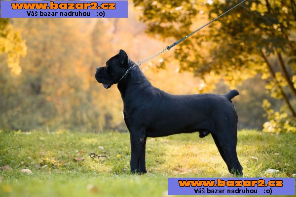 Cane Corso – pes na prodej-3, inzerce-cz.cz Cane Corso – pes na prodej