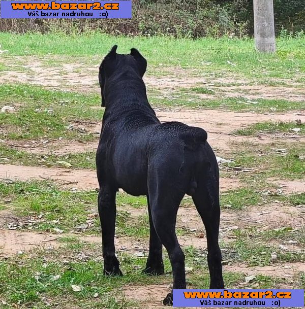 Cane Corso – pes na prodej-4, inzerce-cz.cz Cane Corso – pes na prodej