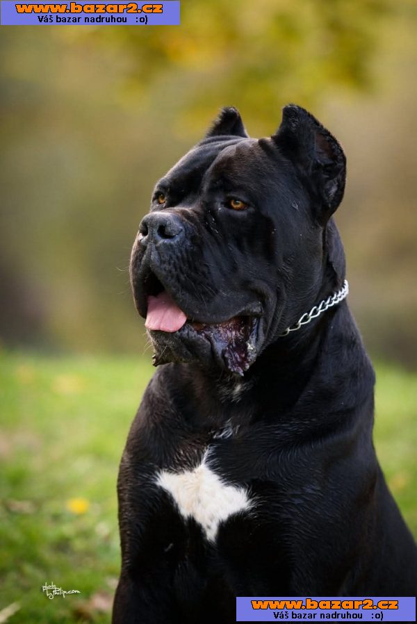 Cane Corso – pes na prodej-5, inzerce-cz.cz Cane Corso – pes na prodej