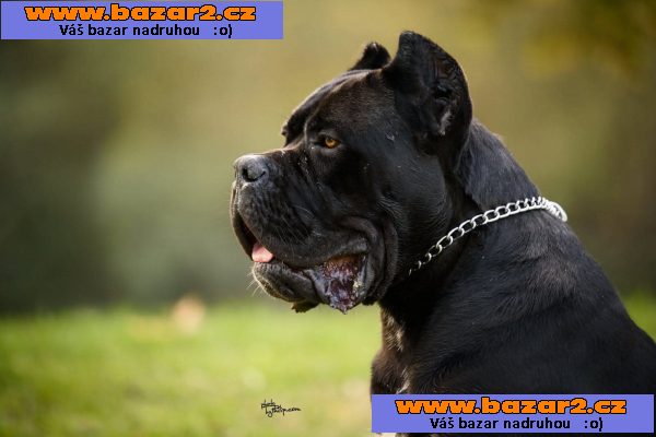 Cane Corso – pes na prodej-6, inzerce-cz.cz Cane Corso – pes na prodej