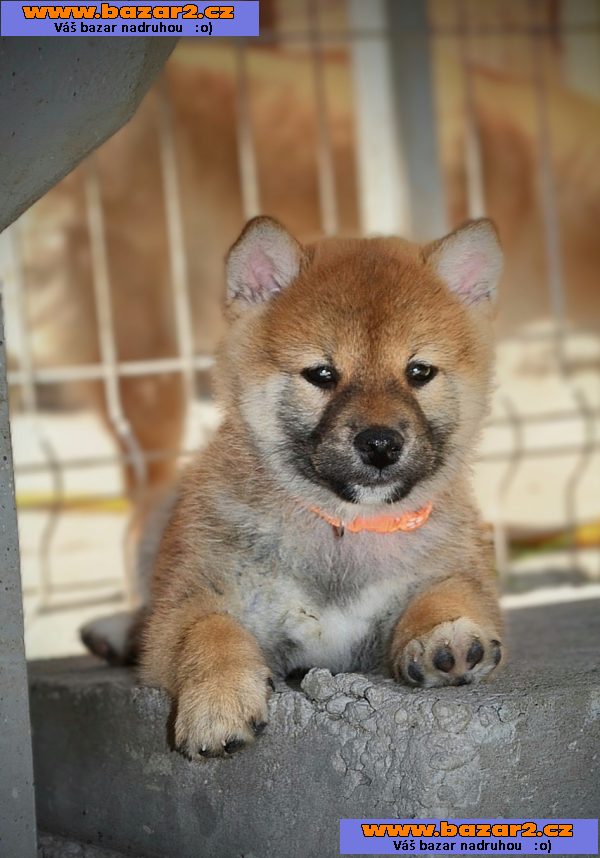 Shiba Inu – Krásná štěňata-2, inzerce-cz.cz Shiba Inu – Krásná štěňata