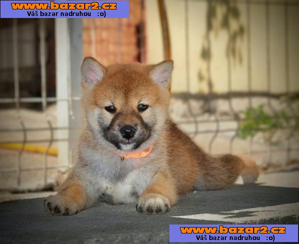 Shiba Inu – Krásná štěňata-3, inzerce-cz.cz Shiba Inu – Krásná štěňata