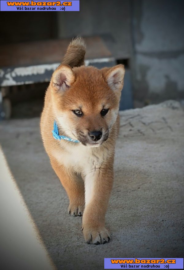 Shiba Inu – Krásná štěňata-4, inzerce-cz.cz Shiba Inu – Krásná štěňata