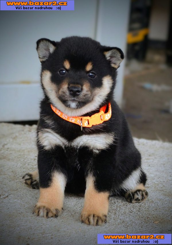 Shiba Inu – Krásná štěňata-5, inzerce-cz.cz Shiba Inu – Krásná štěňata