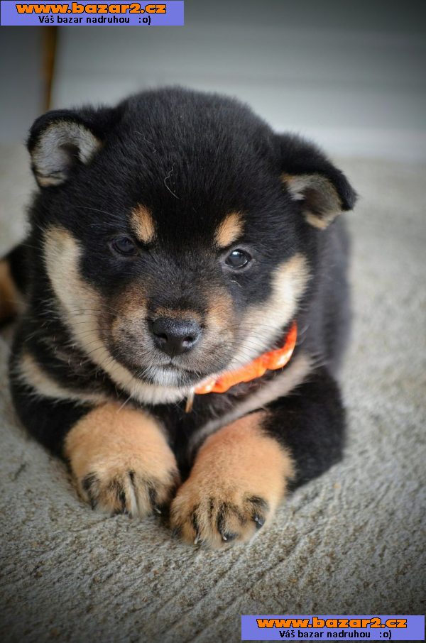 Shiba Inu – Krásná štěňata-6, inzerce-cz.cz Shiba Inu – Krásná štěňata